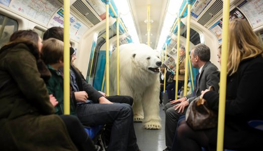 L’orso polare non paga il biglietto